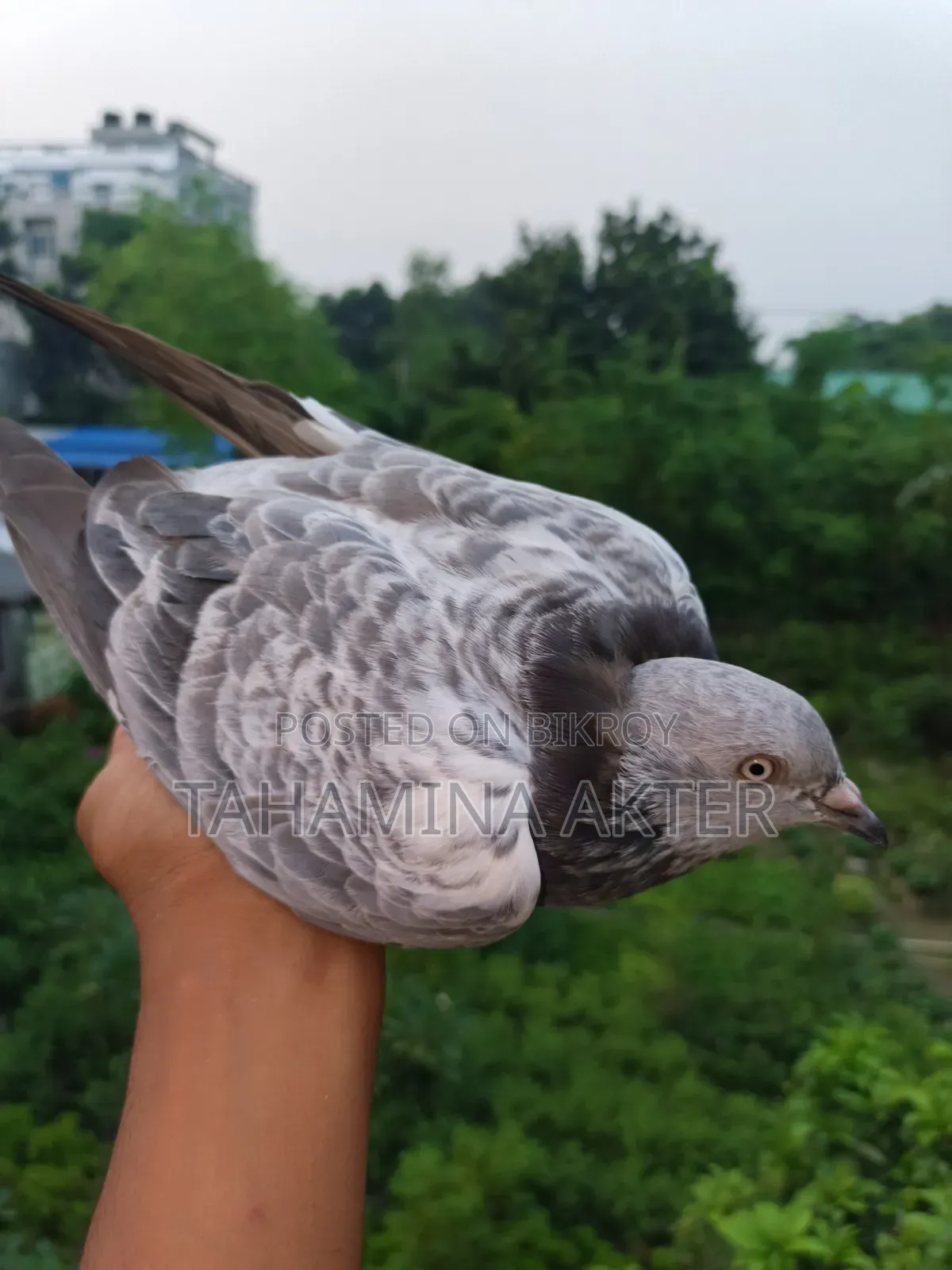Silver Pair