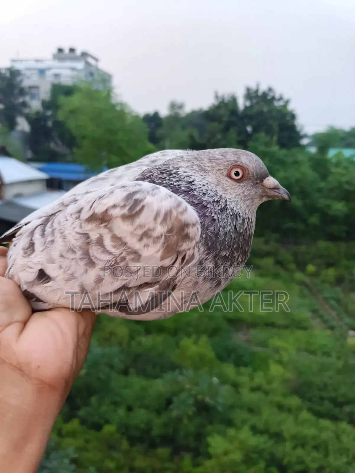 Silver Pair