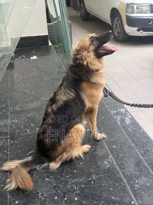 6-12 months Female Purebred German Shepherd