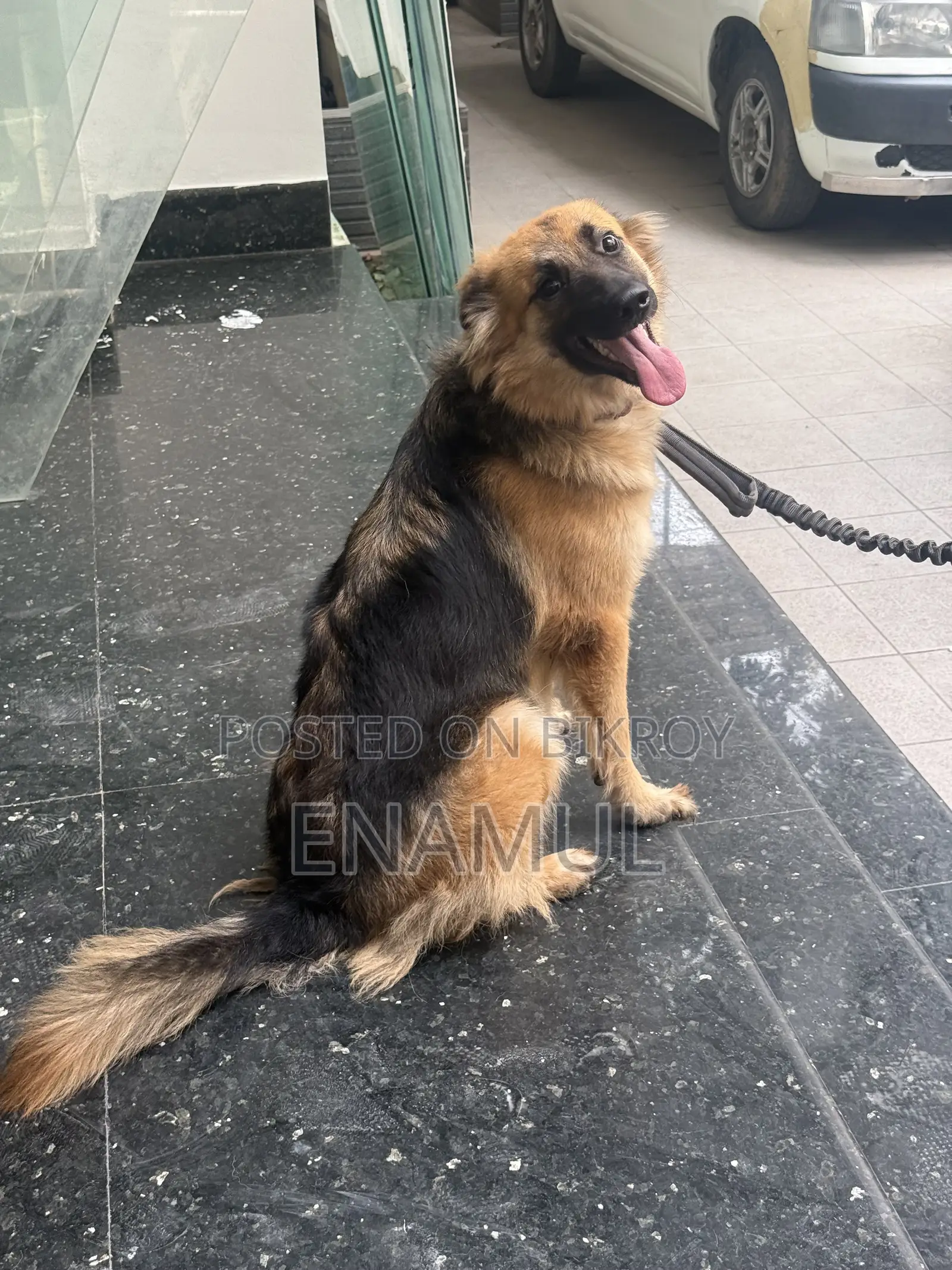 6-12 months Female Purebred German Shepherd