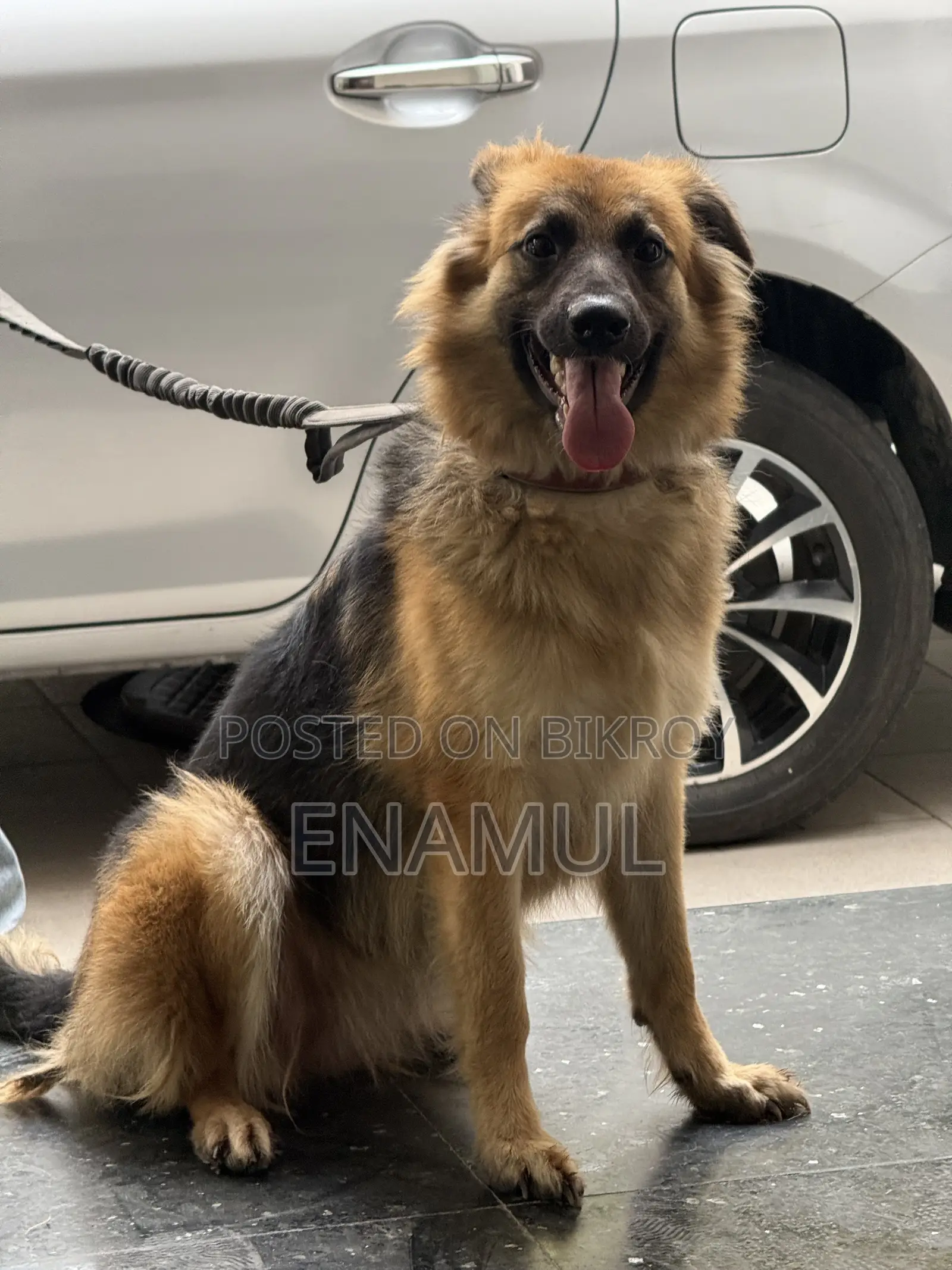 6-12 months Female Purebred German Shepherd