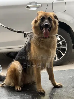 6-12 months Female Purebred German Shepherd