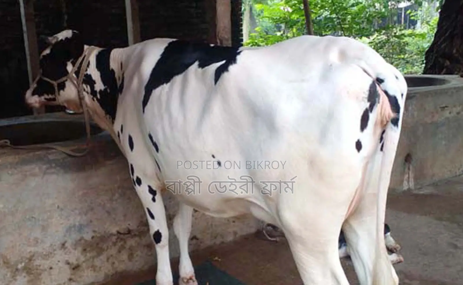 ১৭১১ নং গাভী গরু বিক্রয় হবে ভালো জাতের।