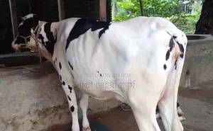 ১৭১১ নং গাভী গরু বিক্রয় হবে ভালো জাতের।