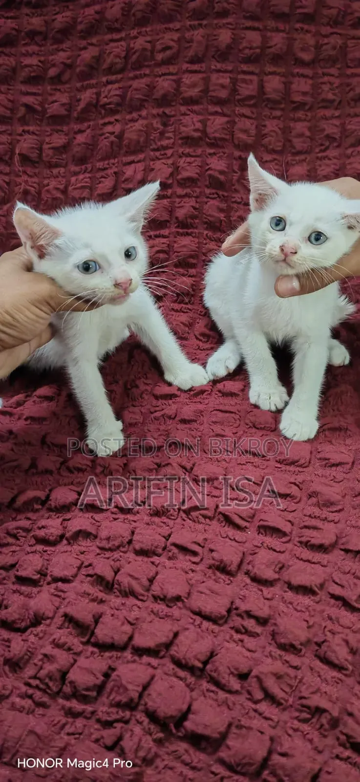1-3 months Male Mixed Breed Persian