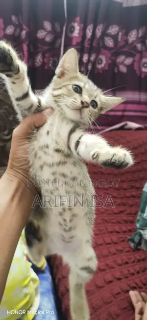 1-3 months Male Mixed Breed Persian