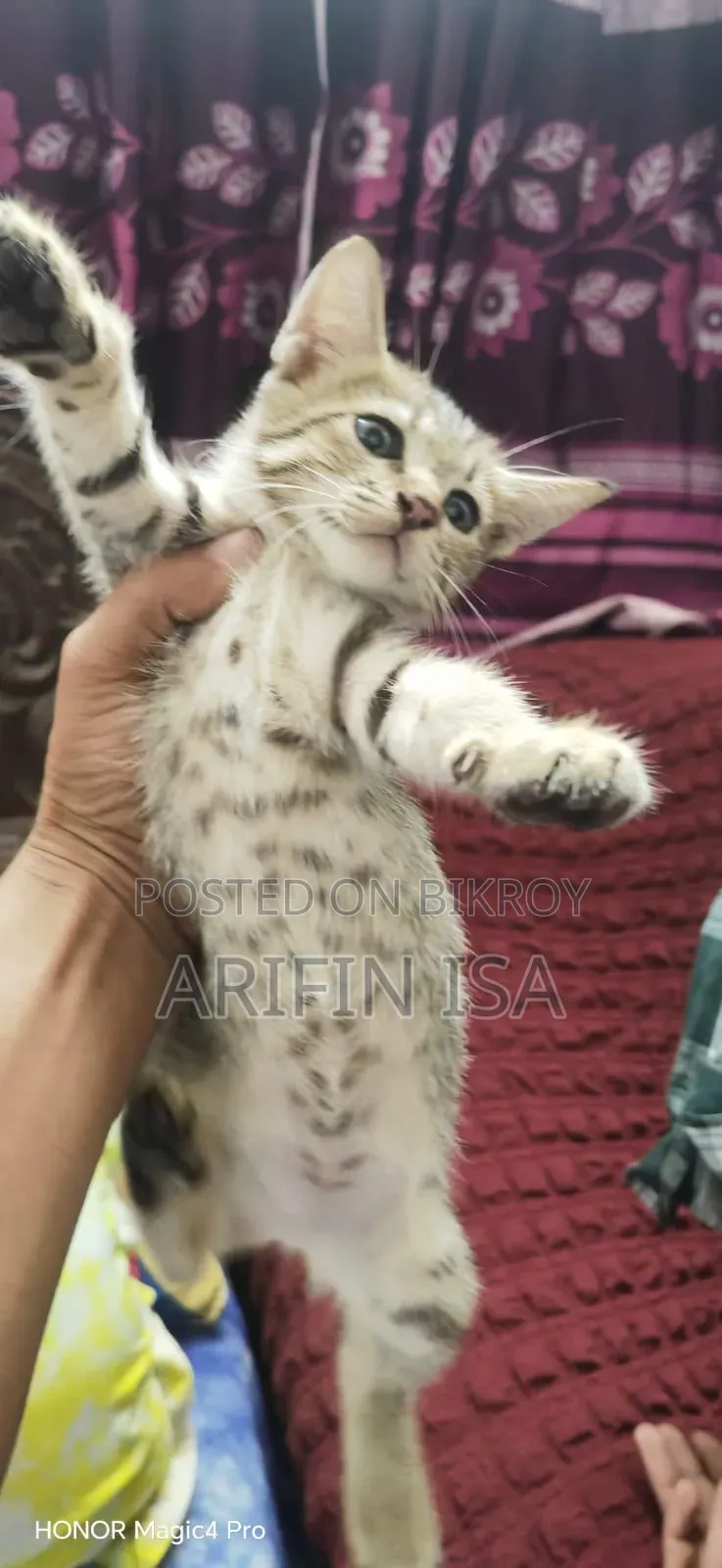 1-3 months Male Mixed Breed Persian