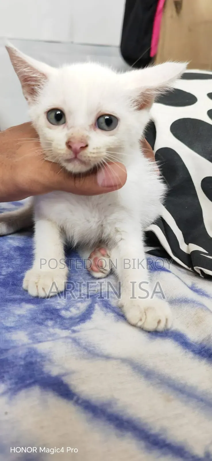 1-3 months Male Mixed Breed Persian