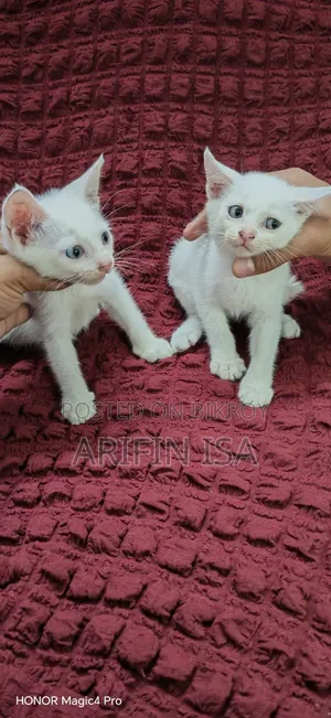 1-3 months Male Mixed Breed Persian