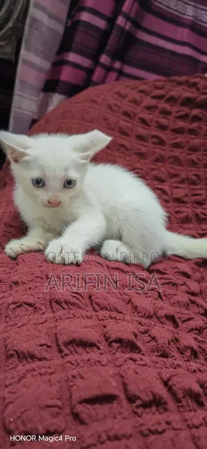 1-3 months Male Mixed Breed Persian