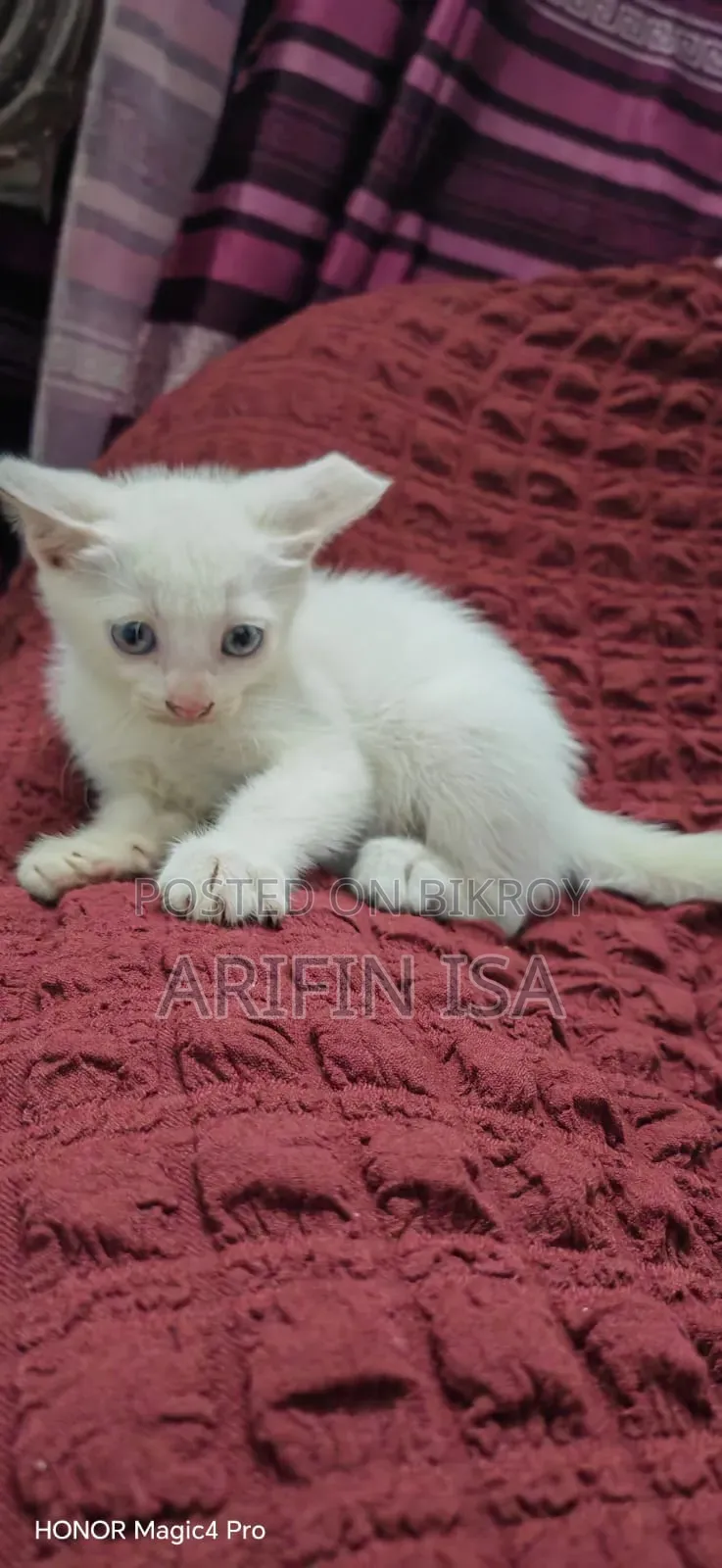 1-3 months Male Mixed Breed Persian