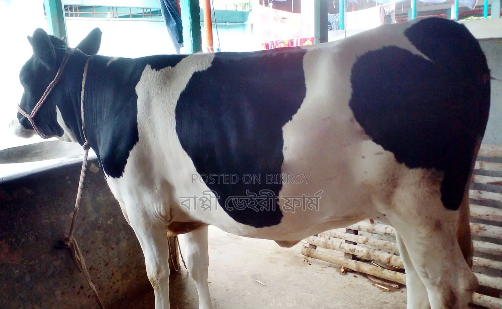 ১৭১২ নং রেডি বকনা গরু বিক্রয় হবে।