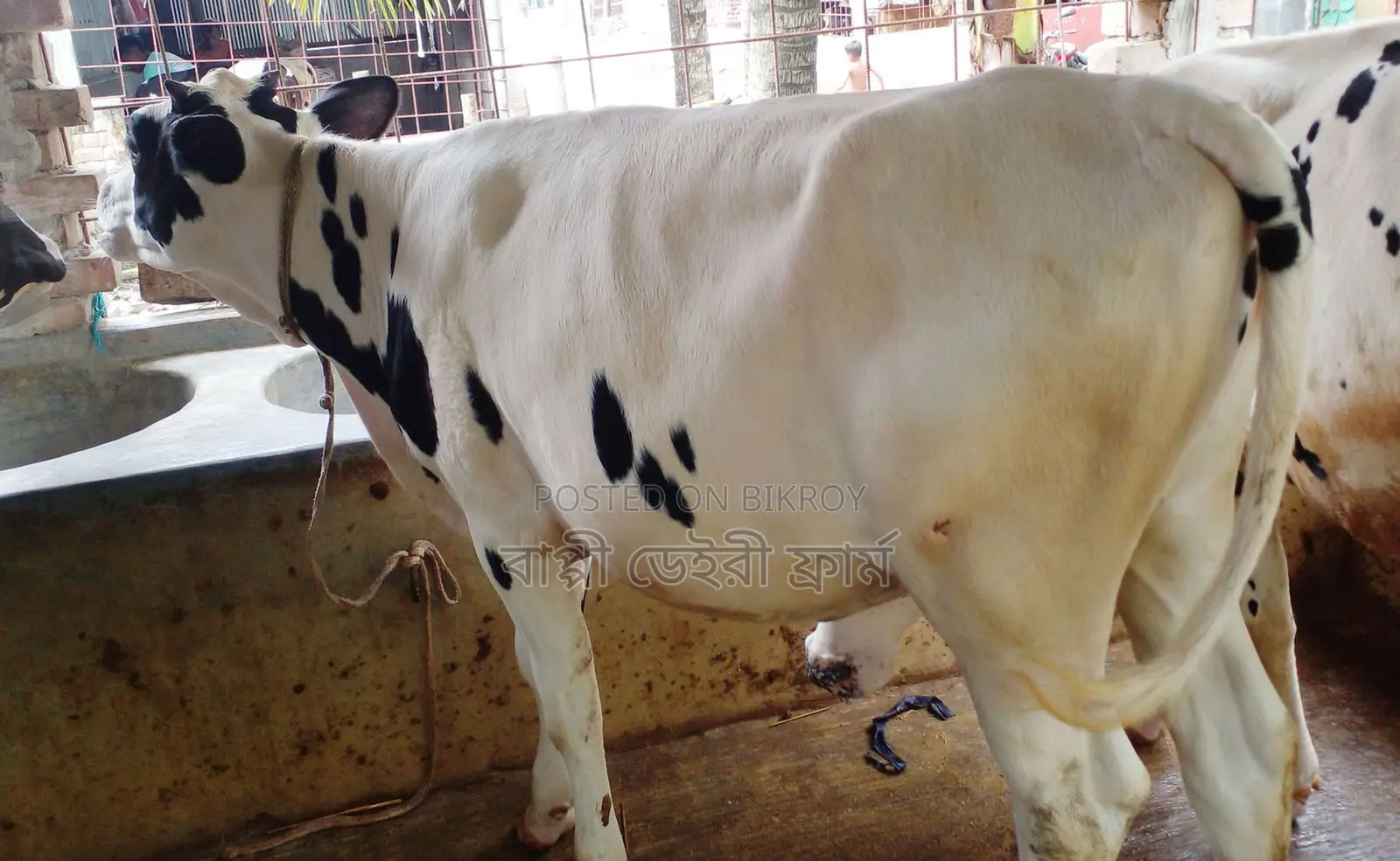 ১৭১৩ নং বকনা গরু বিক্রয় হবে ।