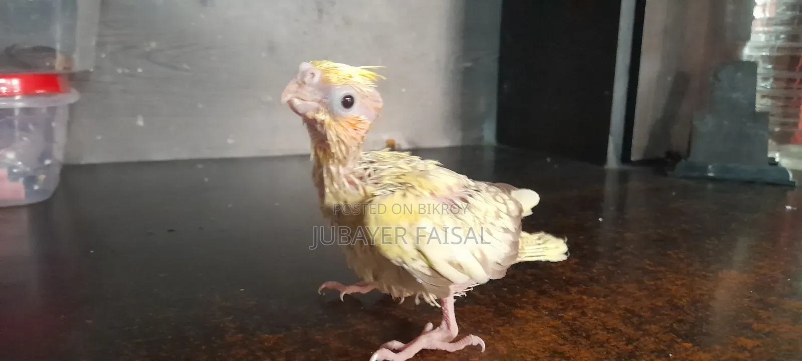 খুব শানিত এবং পোষা বেবি ককাটেল বিক্রির জন্য!!!