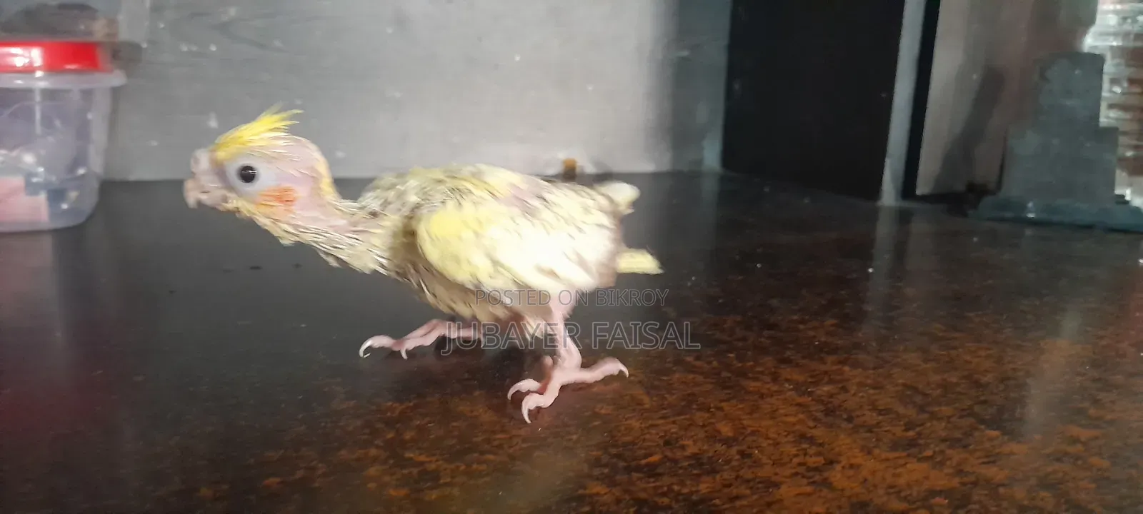 খুব শানিত এবং পোষা বেবি ককাটেল বিক্রির জন্য!!!
