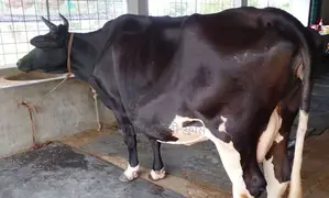 ১৭১৪নং গাভী গরু বিক্রয় হবে ।