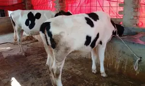১৭১৫নং উন্নত জাতের ২টি বকনা বিক্রয় হবে ।
