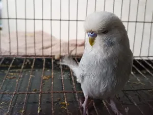 ইংলিশ মেল বাজরিগার