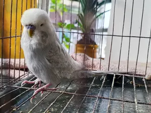 ইংলিশ মেল বাজরিগার
