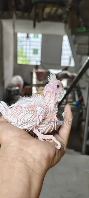 এলবিনো টেমে সাইজ বেবি