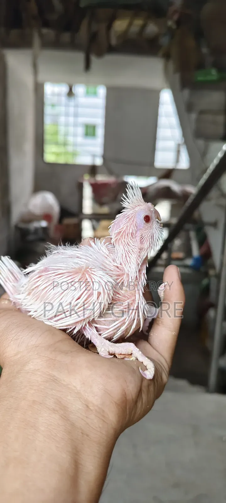 এলবিনো টেমে সাইজ বেবি