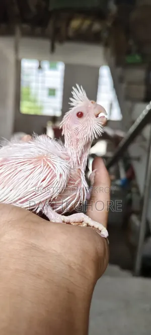 এলবিনো টেমে সাইজ বেবি