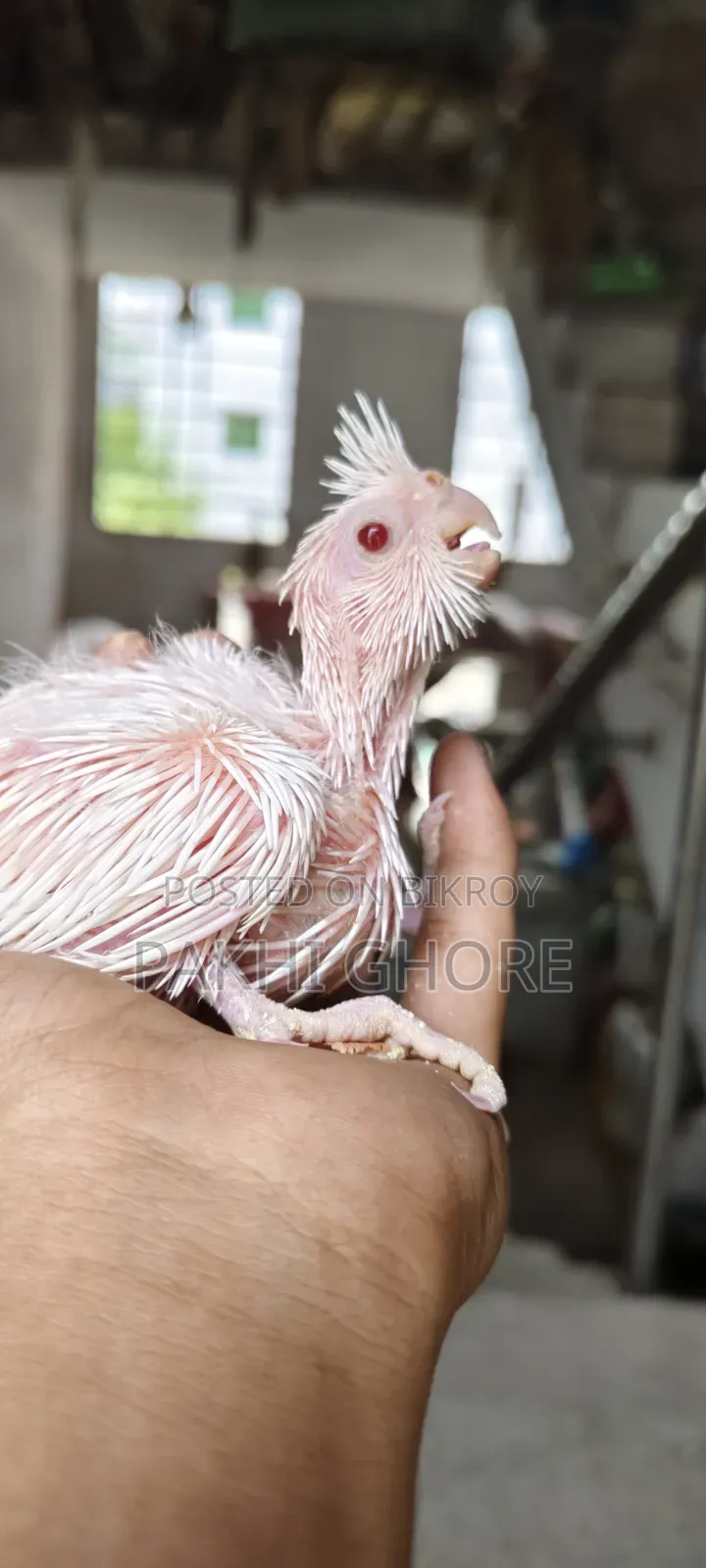 এলবিনো টেমে সাইজ বেবি