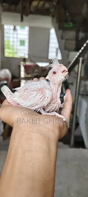 এলবিনো টেমে সাইজ বেবি
