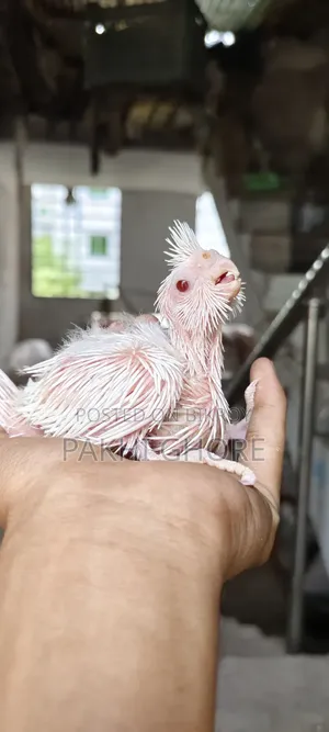 এলবিনো টেমে সাইজ বেবি
