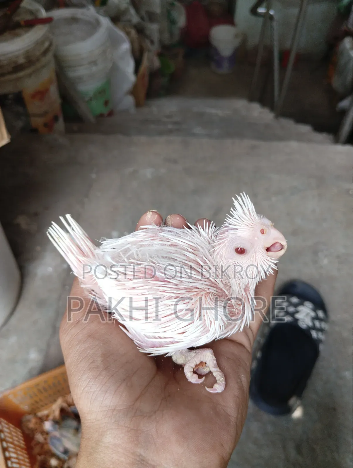 এলবিনো টেমে সাইজ বেবি