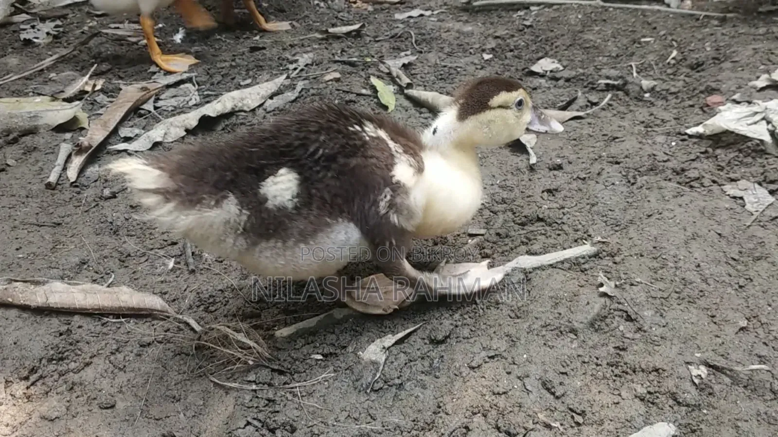 Muscovy Ducklings