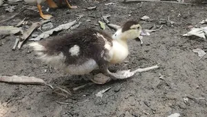 Muscovy Ducklings