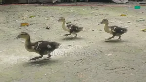 Muscovy Ducklings