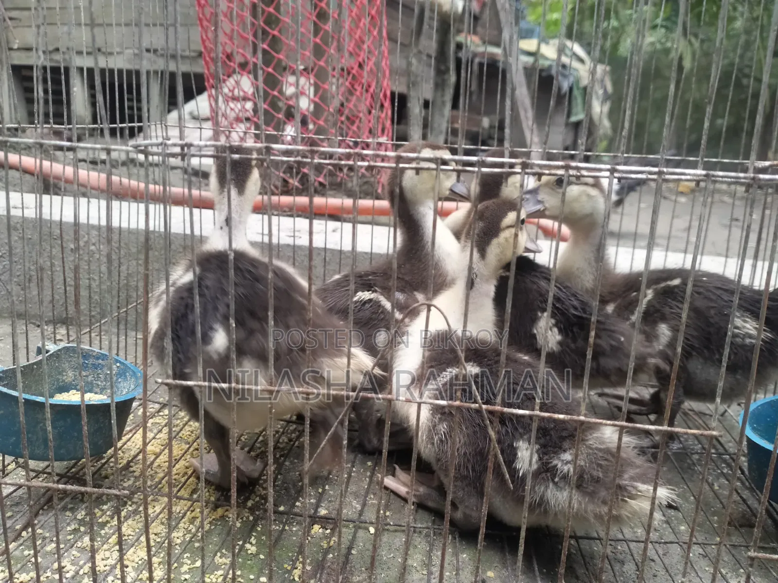 Muscovy Ducklings