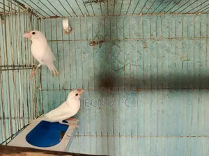 এক পেয়ার হোয়াইট জাভা আছে ফুলএক্টিভ কেউ নিতে চাইলে যোগাযোগ করুন।
