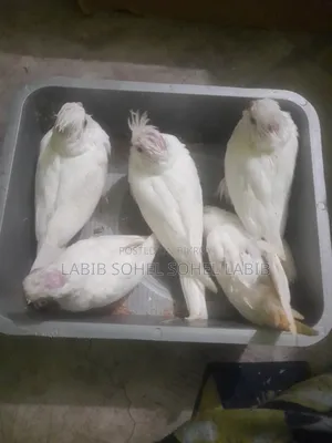 ককটেল বেবি