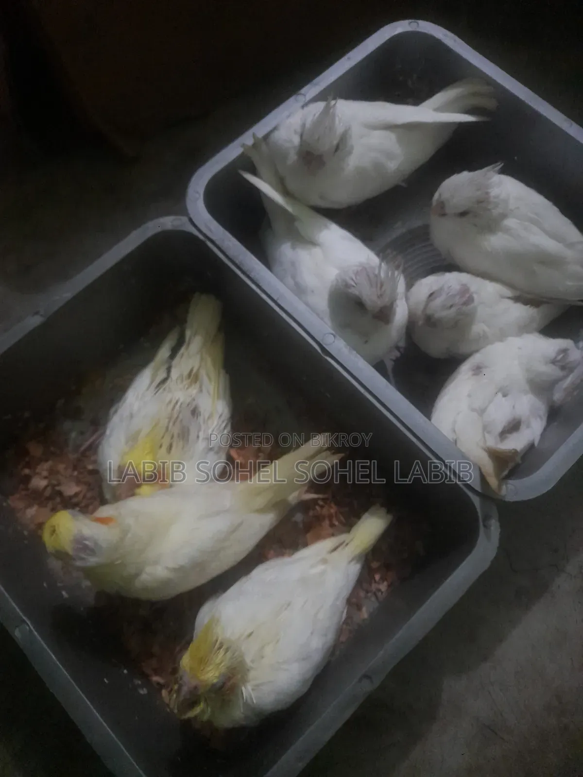 Cockatiel Baby