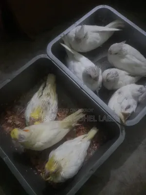 Cockatiel Baby