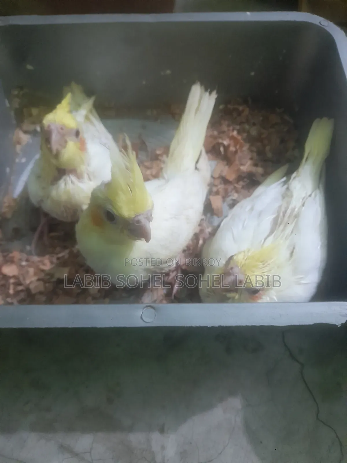 Cockatiel Baby