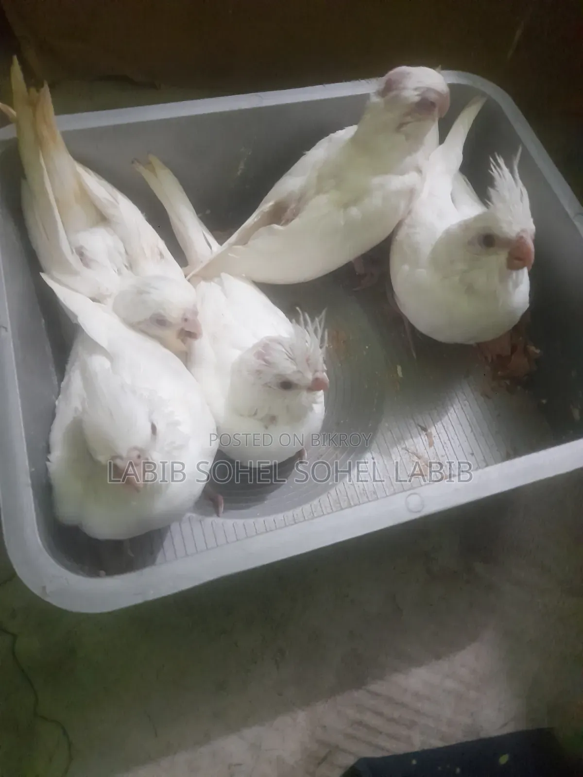 Cockatiel Baby