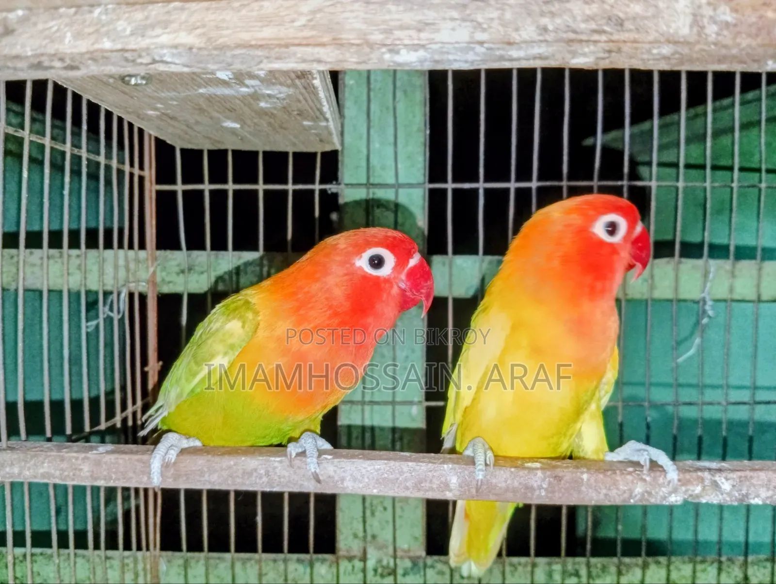 একজোড়া ইয়োলো ফিশার লাভ বার্ড বিক্রি করা হবে