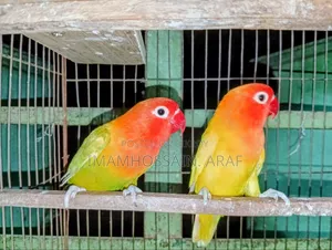 একজোড়া ইয়োলো ফিশার লাভ বার্ড বিক্রি করা হবে