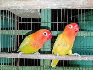 একজোড়া ইয়োলো ফিশার লাভ বার্ড বিক্রি করা হবে
