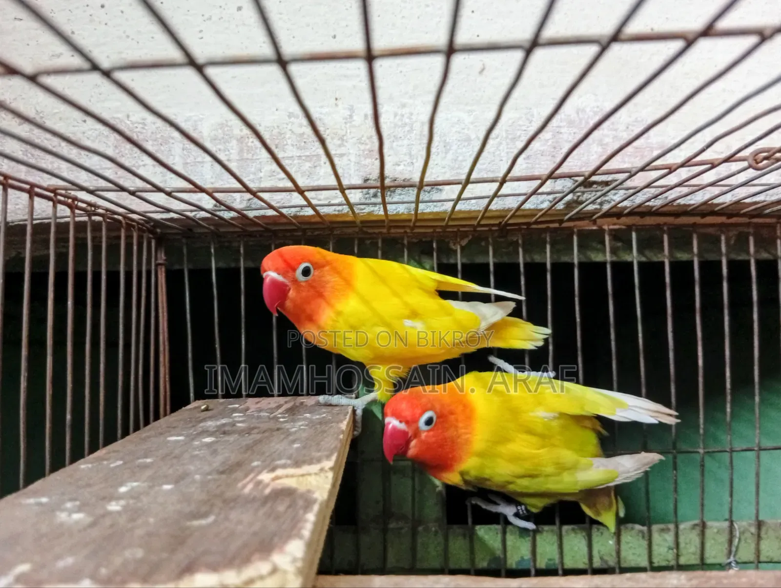 একজোড়া ইয়োলো ফিশার লাভ বার্ড বিক্রি করা হবে