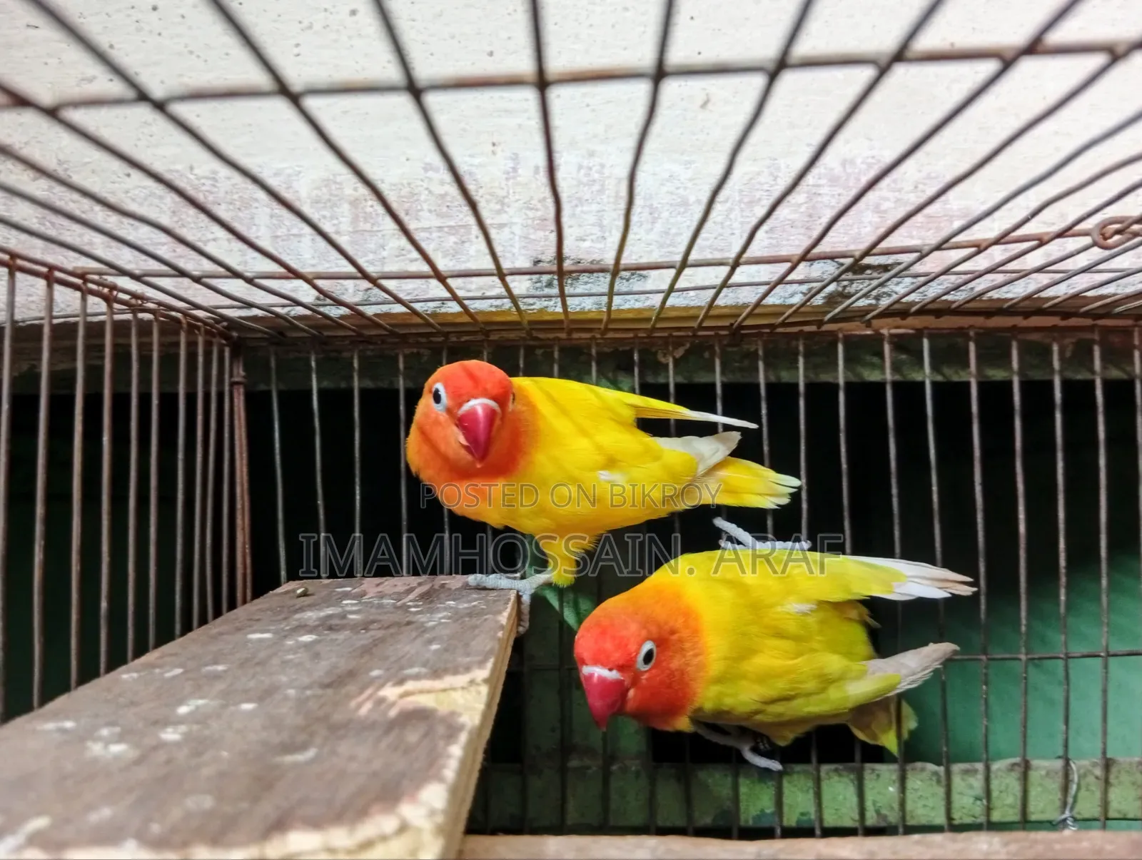 একজোড়া ইয়োলো ফিশার লাভ বার্ড বিক্রি করা হবে
