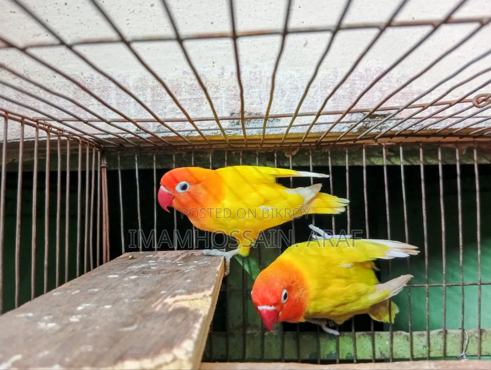 একজোড়া ইয়োলো ফিশার লাভ বার্ড বিক্রি করা হবে