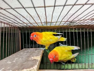 একজোড়া ইয়োলো ফিশার লাভ বার্ড বিক্রি করা হবে