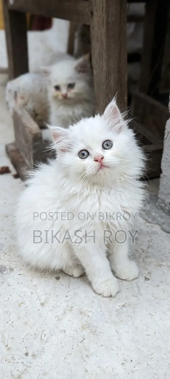 ১-৩ মাস বয়সী ফিমেল পিওরব্রেড পার্সিয়ান