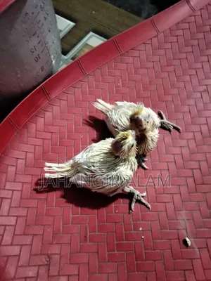 ককাটেল পাখি