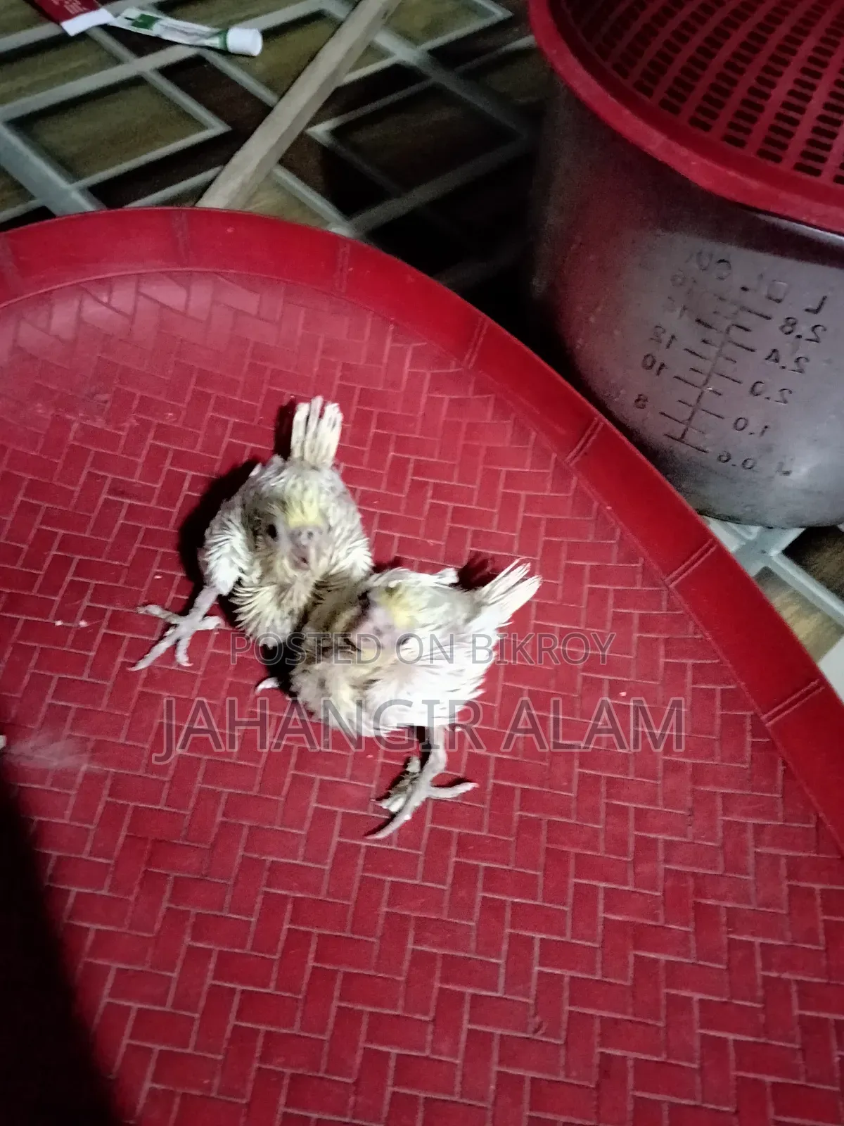 ককাটেল পাখি